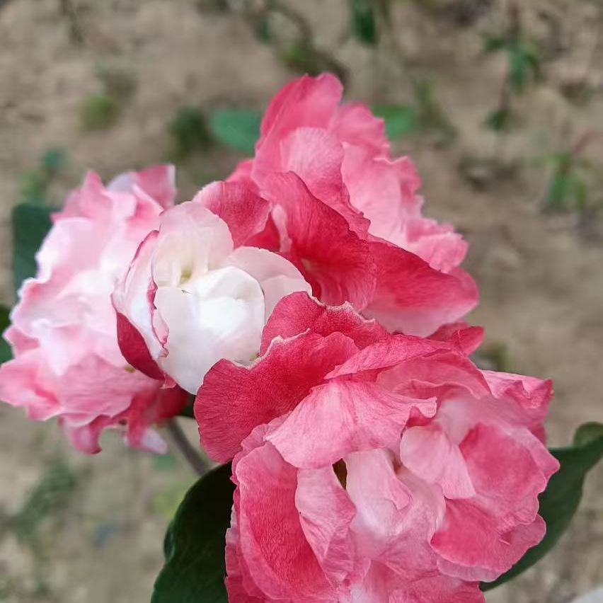 原生海棠醉杨妃新品粉花复色海棠大花重瓣观花植物耐寒耐热