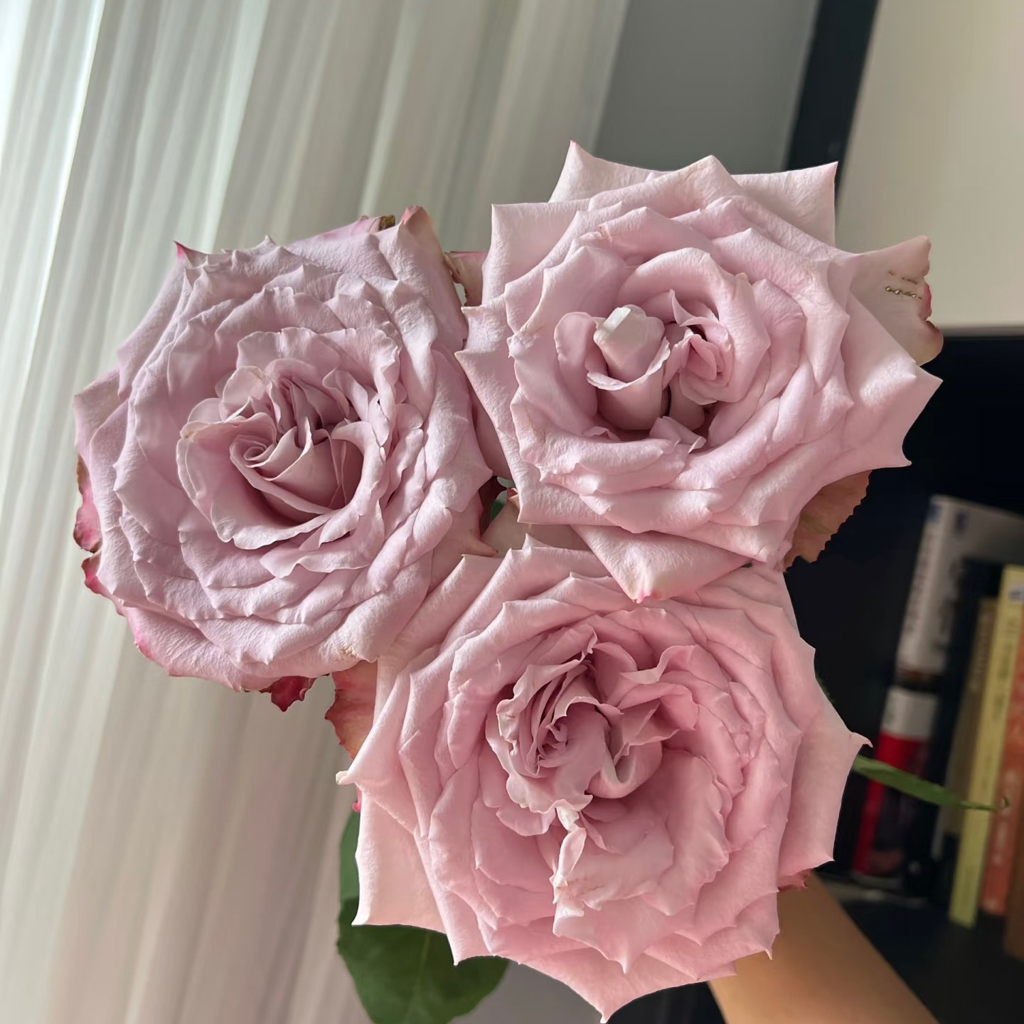 【藏花的房间】超高品质玫瑰 超稀有玫瑰 残影 高档插花顺丰空运