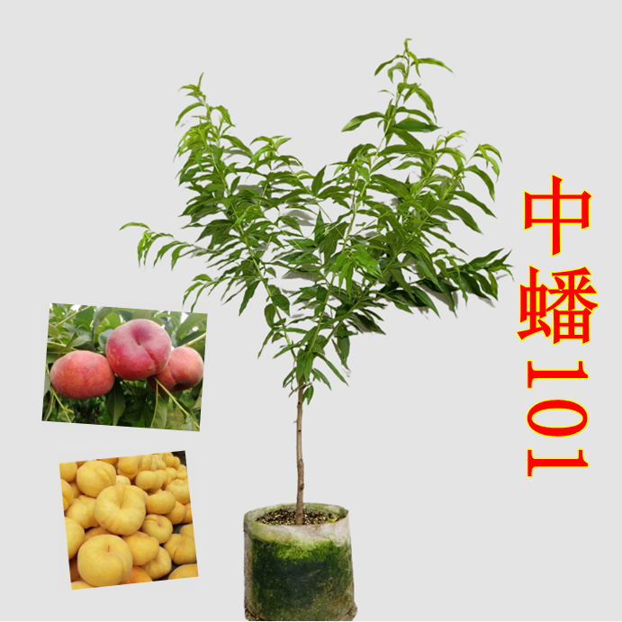 【中蟠101】早熟新品黄肉蟠桃抗雨水抗裂果 草木集果树精品容器苗