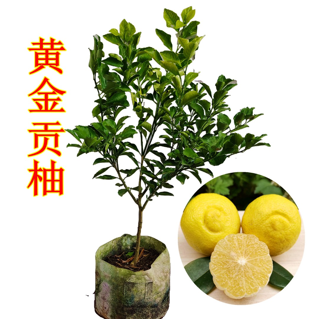 【黄金贡柚】裸根苗草木集嫁接果树苗纯甜无酸阳台盆栽地栽基地直发