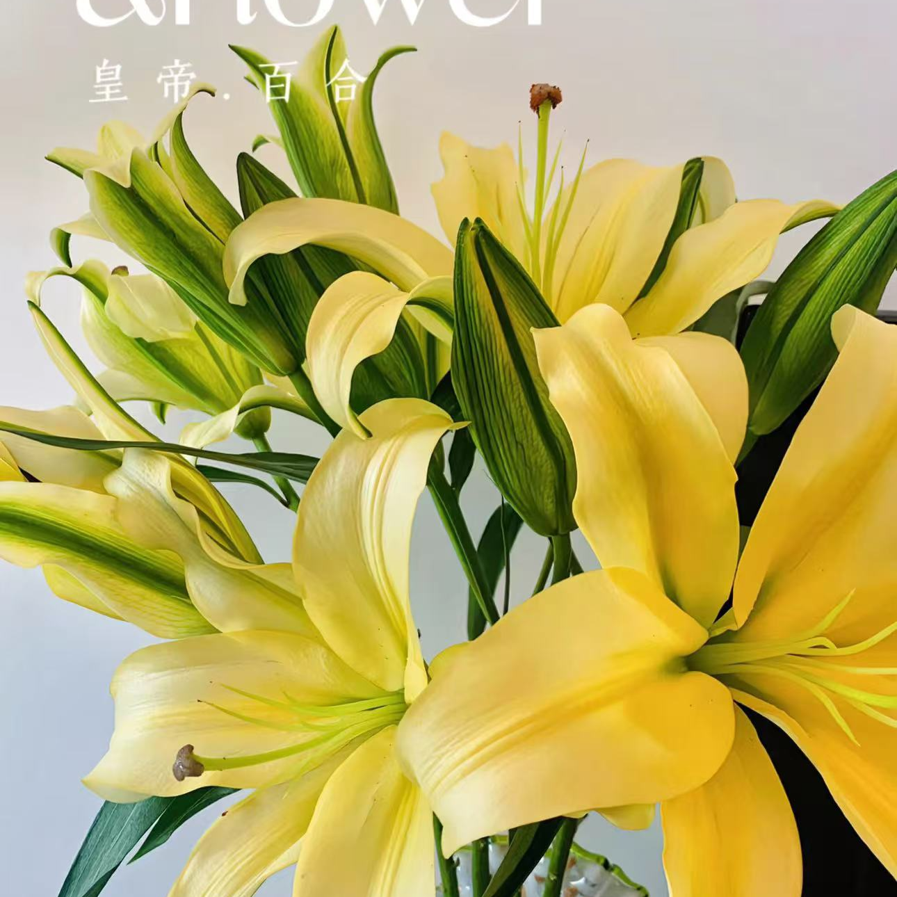 单头皇帝百合-任意两单发顺丰