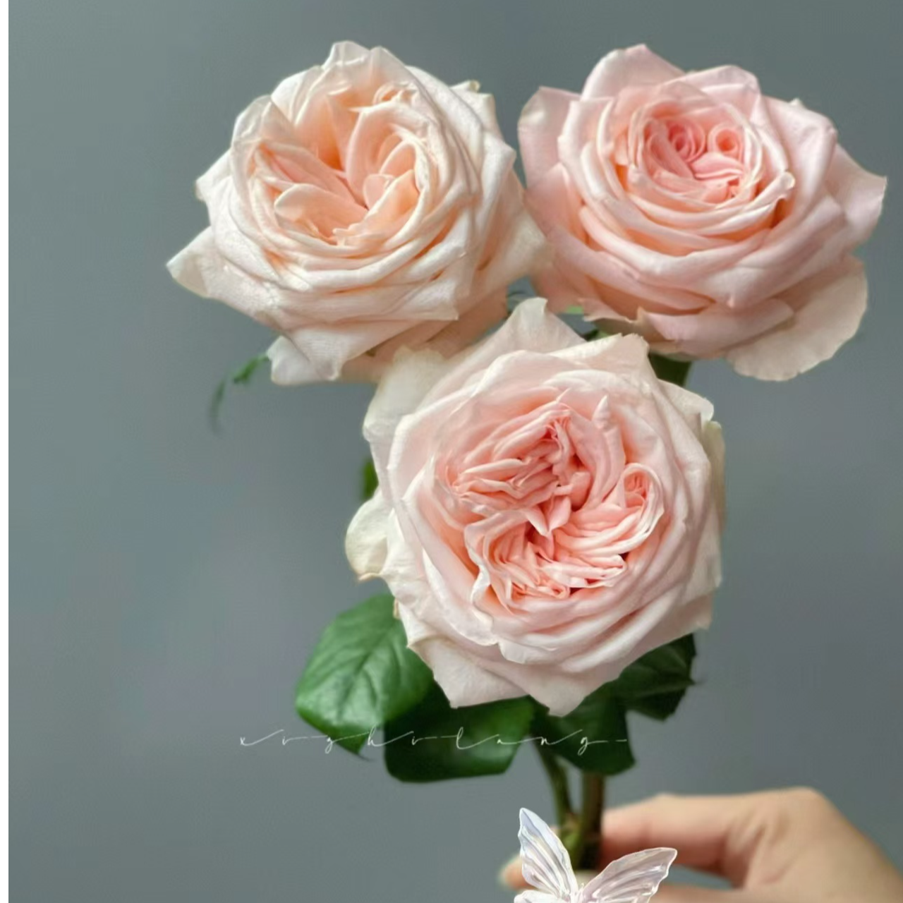 【女娲玫瑰】单头玫瑰 云南鲜花