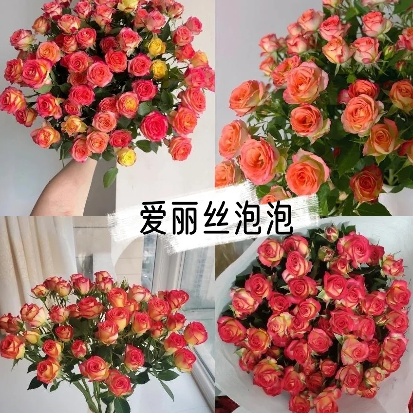 【爱丽丝泡泡】多头玫瑰 云南鲜花