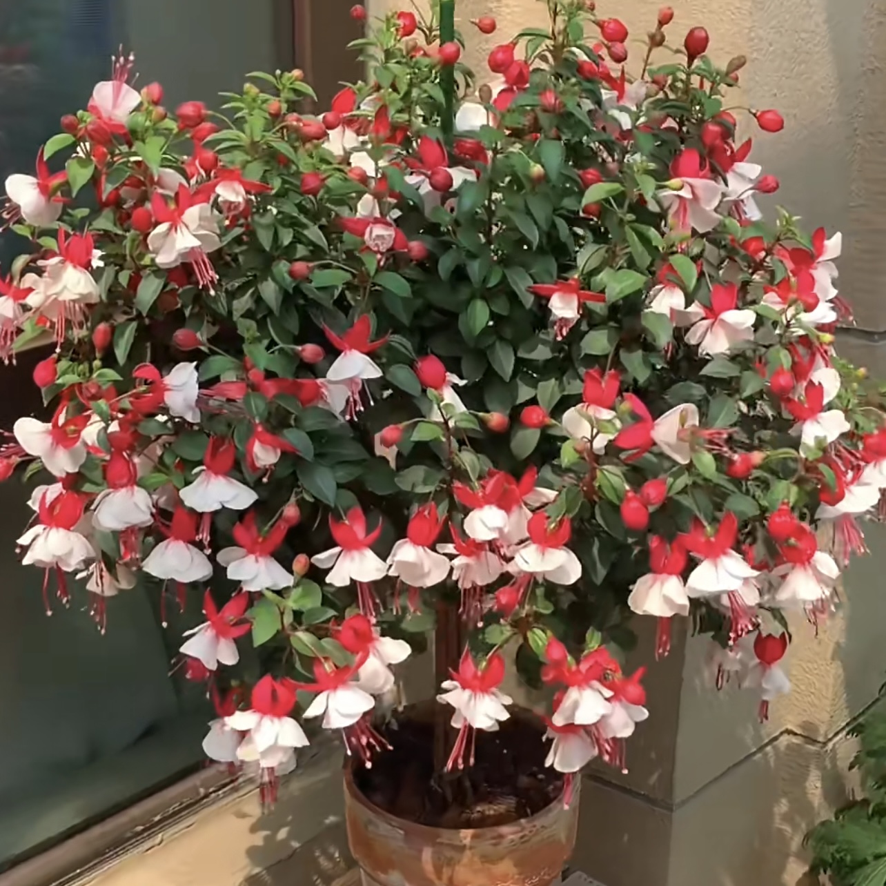 倒挂金钟棒棒糖【粉白色】加仑盆木本老桩多年生花园阳台庭院植物