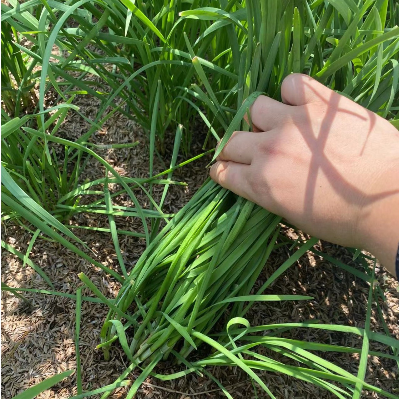 六地佰叶新鲜土韭菜大别山农家自种露优质小韭菜笨韭菜2斤包邮