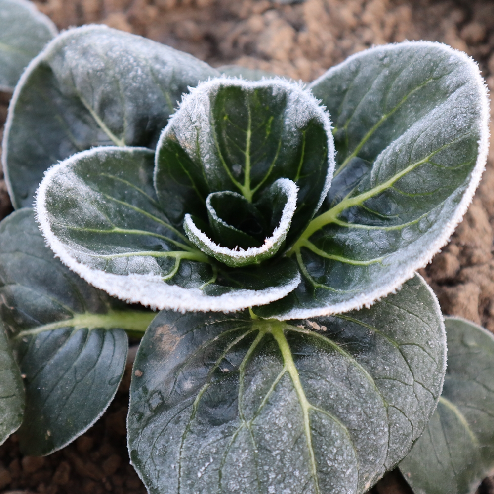 霜冻苏州青蔬天种植新鲜现挖矮脚青3斤包邮当季直供清炒香甜