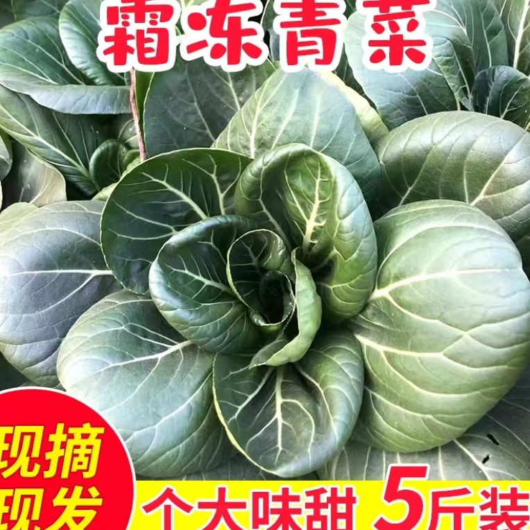 霜冻苏州青大别山露天生态青菜太湖菜青菜