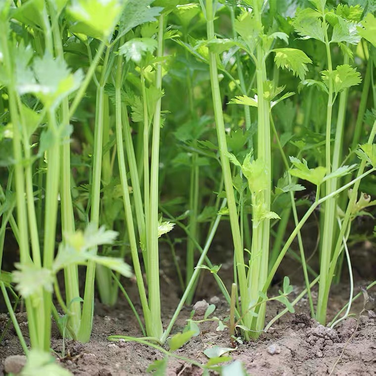 农家自种新鲜小香芹现摘现发新鲜蔬菜小芹菜非西芹应季3斤包邮