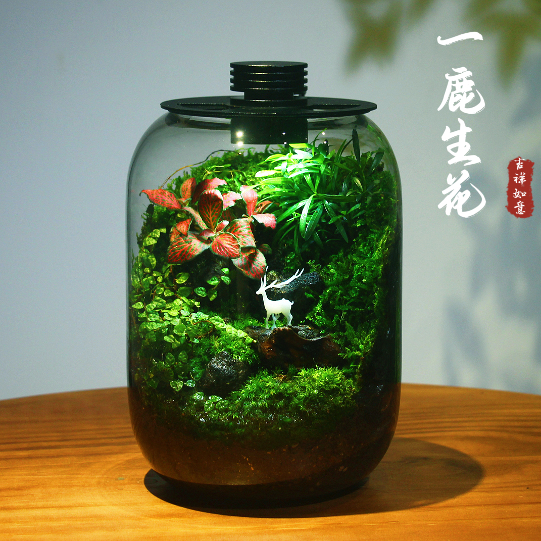 苔藓微景观室内迷你桌面生态缸微景观雨林造景懒人微景观生态缸