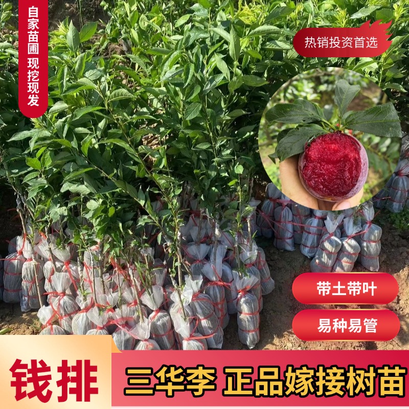 钱排三华李嫁接果树苗早熟三月李子树水果苗正宗李子树苗南方种植