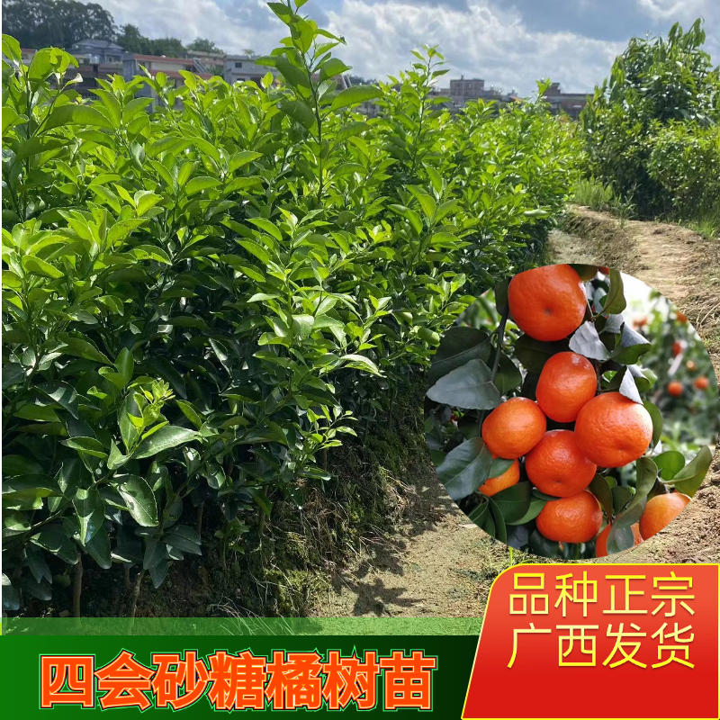 砂糖桔果树苗早熟砂糖柑广东四会砂糖橘地栽盆栽南方树苗高产易种