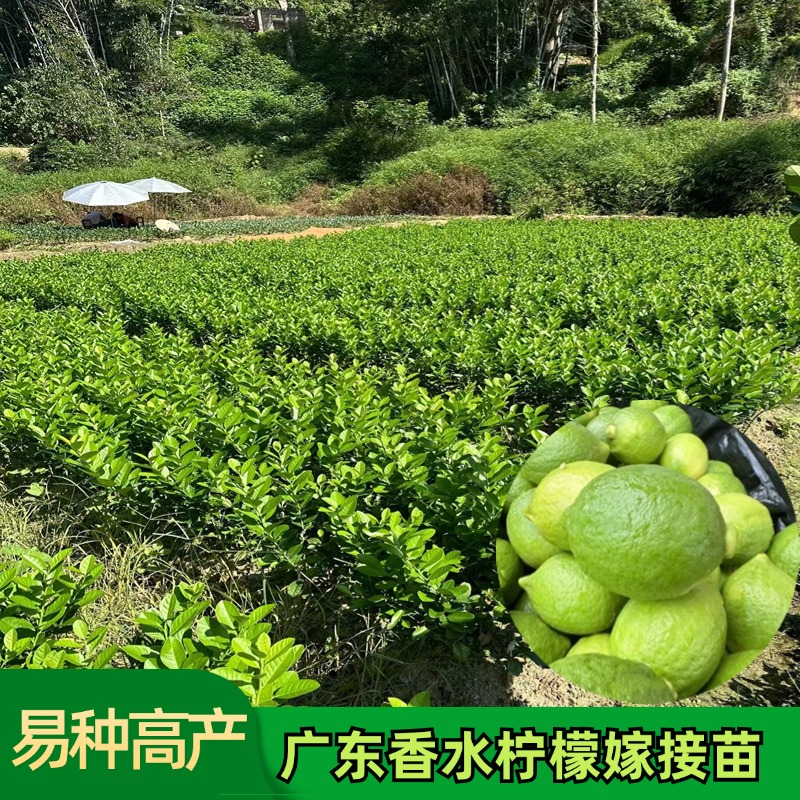 广东香水柠檬嫁接苗四季塔西提青柠优力克柠檬苗原土泥球易种高产