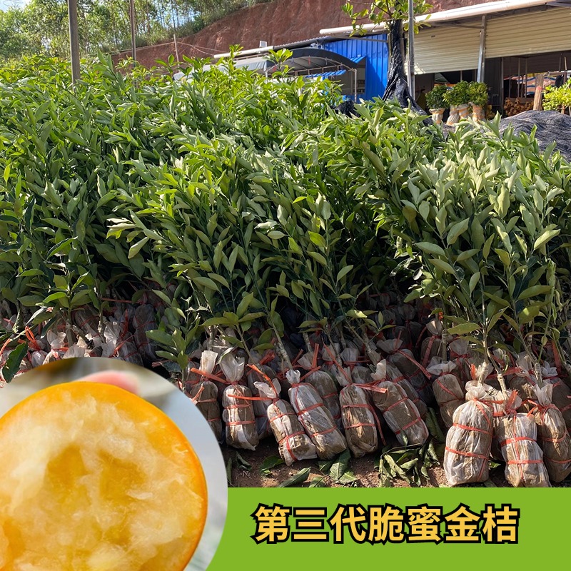 第三代脆蜜金桔融安脆皮金桔嫁接树苗四季小金柑橘子果苗盆栽地栽