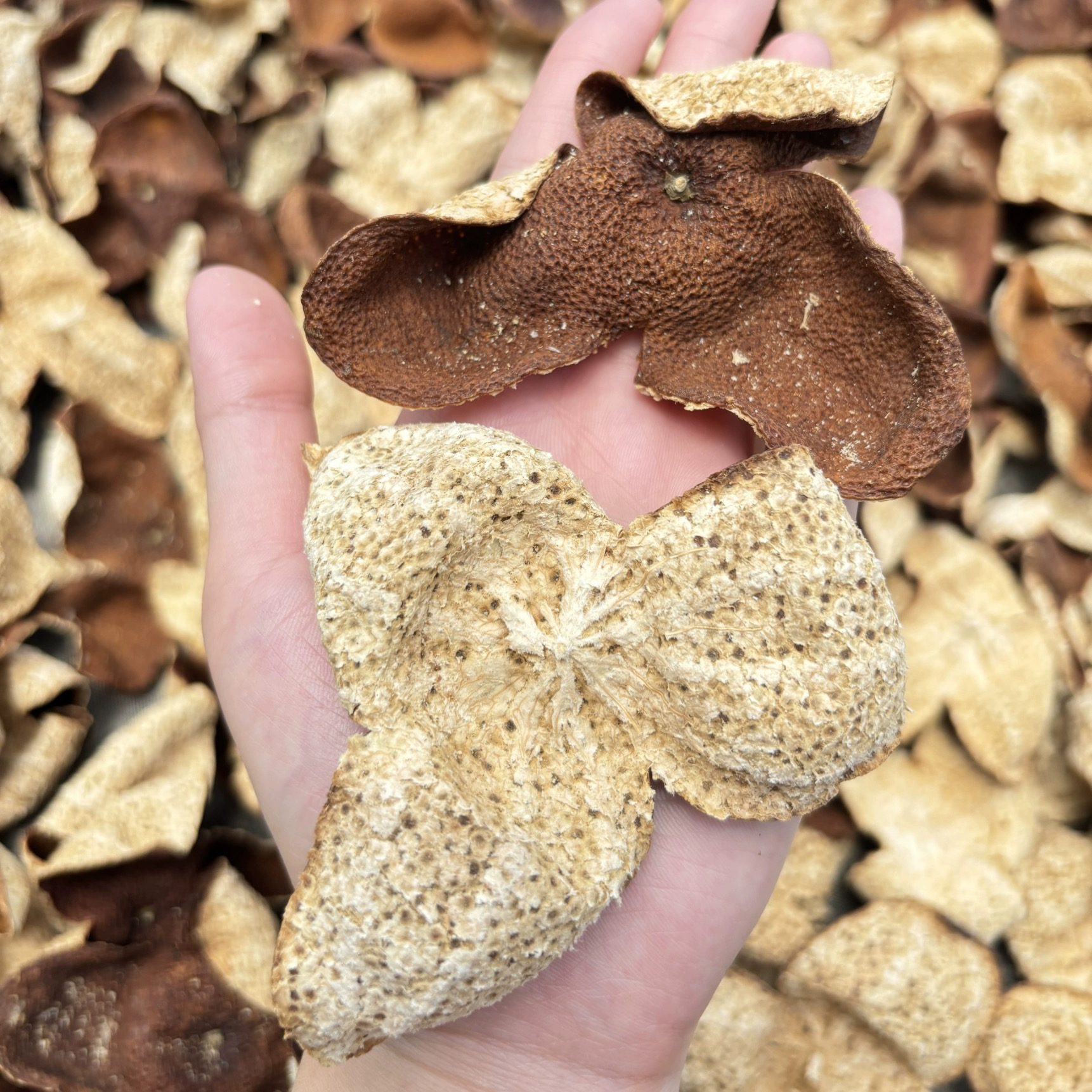 2022年 新会礼乐圈枝二红皮（小东甲） 花果香 甜糯