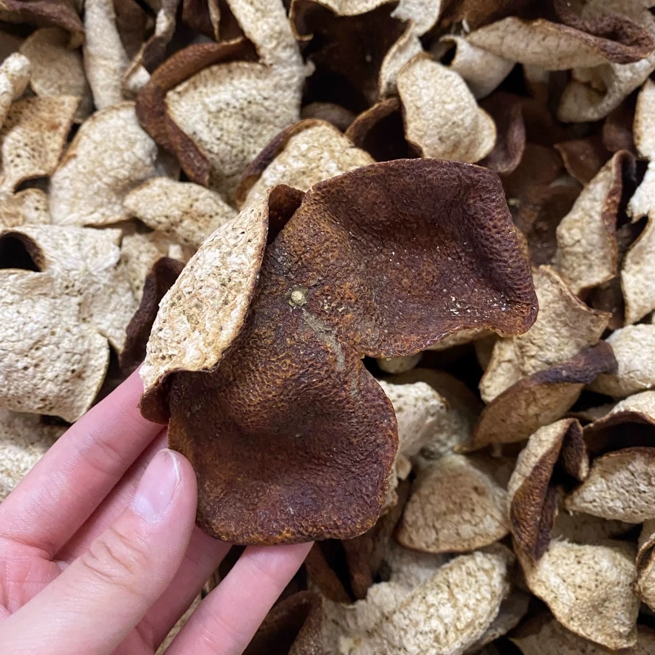 2021年 新会天马圈枝冬后大红皮 花果香 冰糖甜