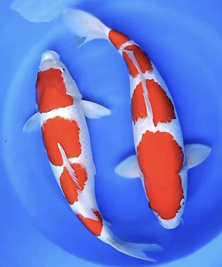 精品锦鲤观赏鱼超萌好物红白大正昭和耐活淡水鱼包邮