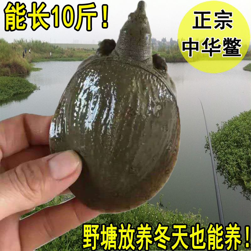 2两-8两小甲鱼苗活体养殖放养套养散养中华鳖鳖苗小王八水鱼团鱼