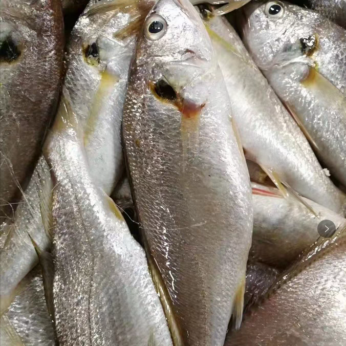 渤海湾白敏鱼冷冻发货