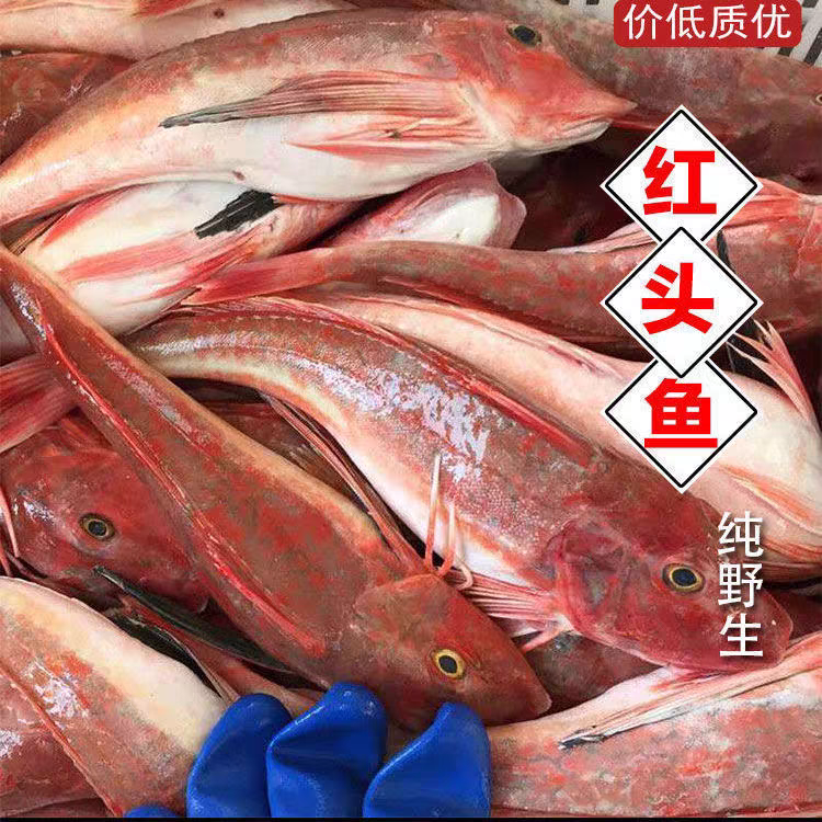红娘子，红头鱼底网鱼个别鱼鳃有泥冷冻发货