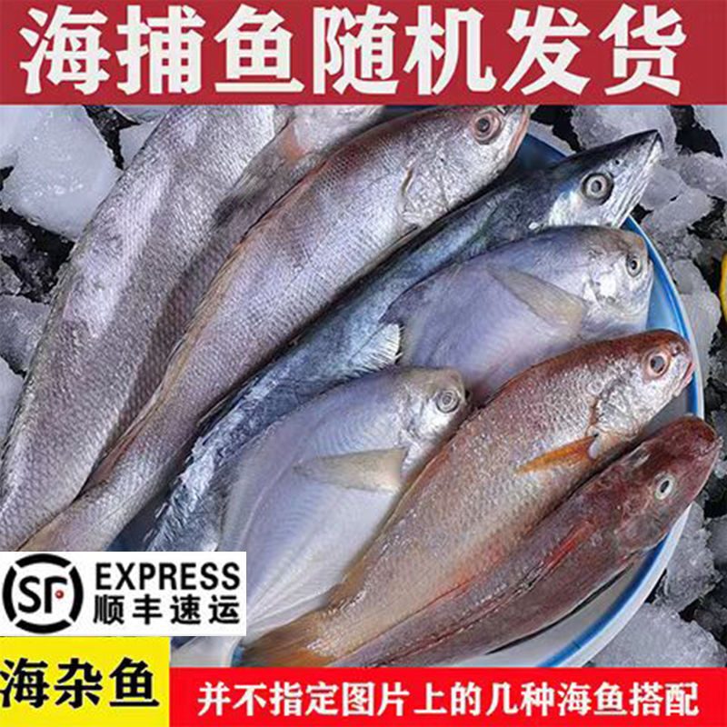 杂鱼品种随机里面黄鱼特别小不数条数