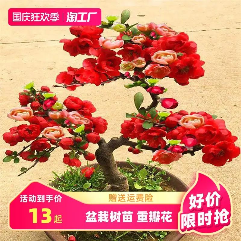 海棠花盆栽树苗盆景老桩庭院绿植物室内四季花卉开花好养易活垂丝
