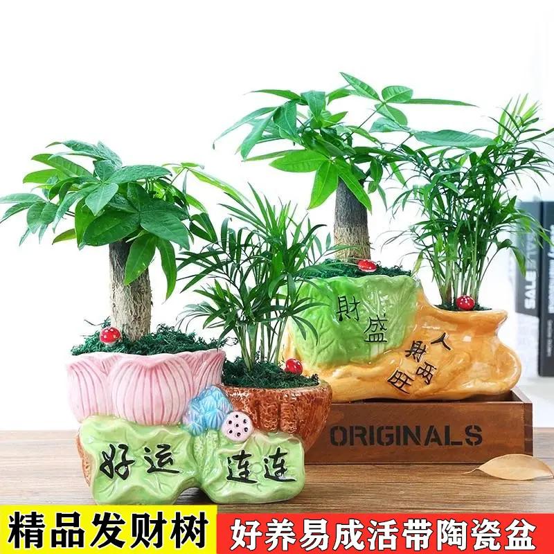 发财树盆栽绿植花卉富贵竹荷花竹植物盆栽办公室内桌面植物