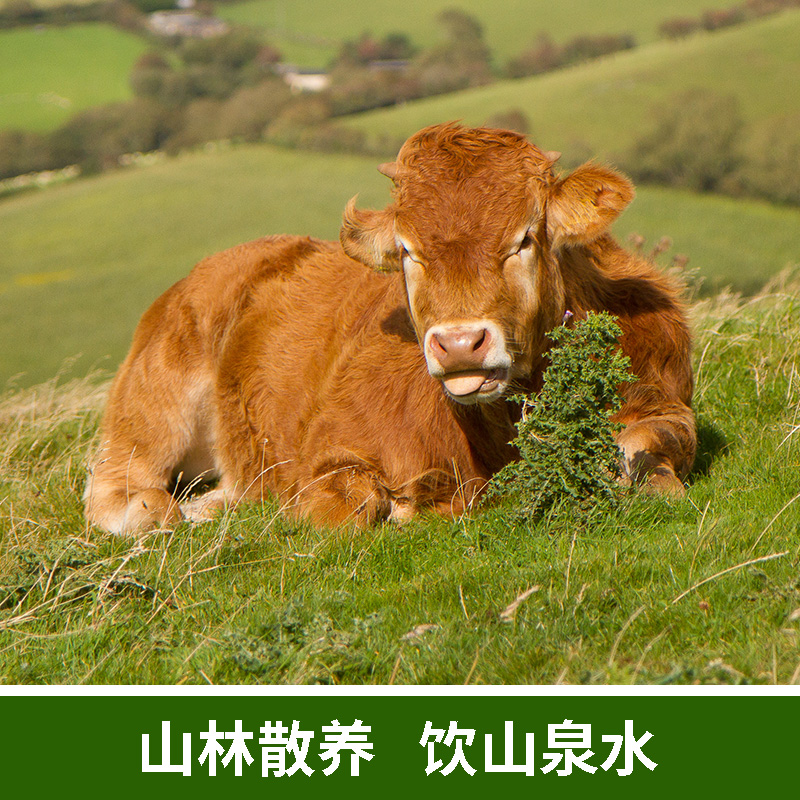 河南牛腿肉散养南阳黄牛新鲜农家肉500g  4份包邮