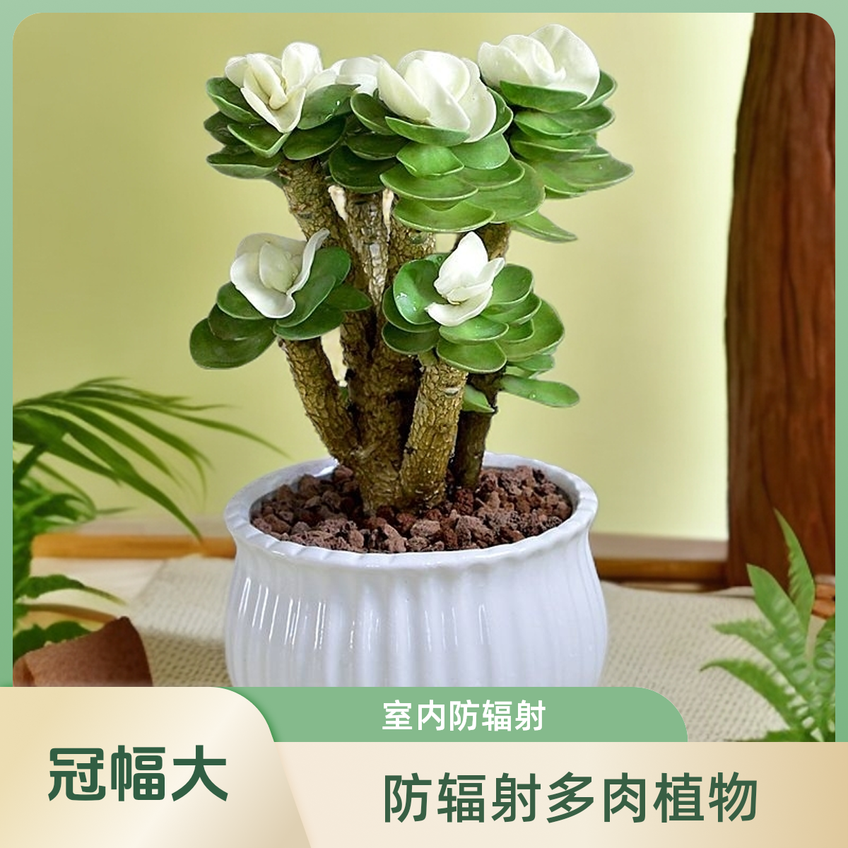老桩带锦金钱木多肉植物白色多肉室内客厅防辐射净化空气基地发货
