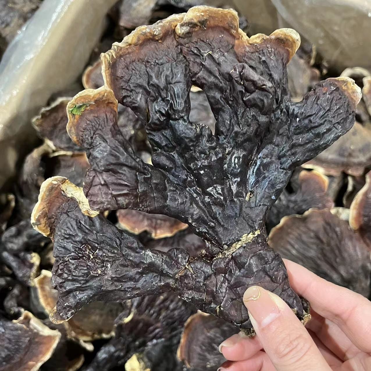 产地长白山灵之500G农产品