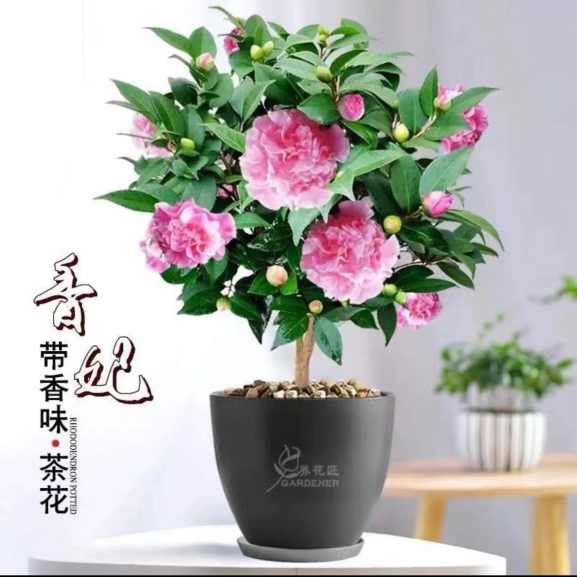 香妃 茶花 室内室外好养盆栽地栽 四季盆栽好养型