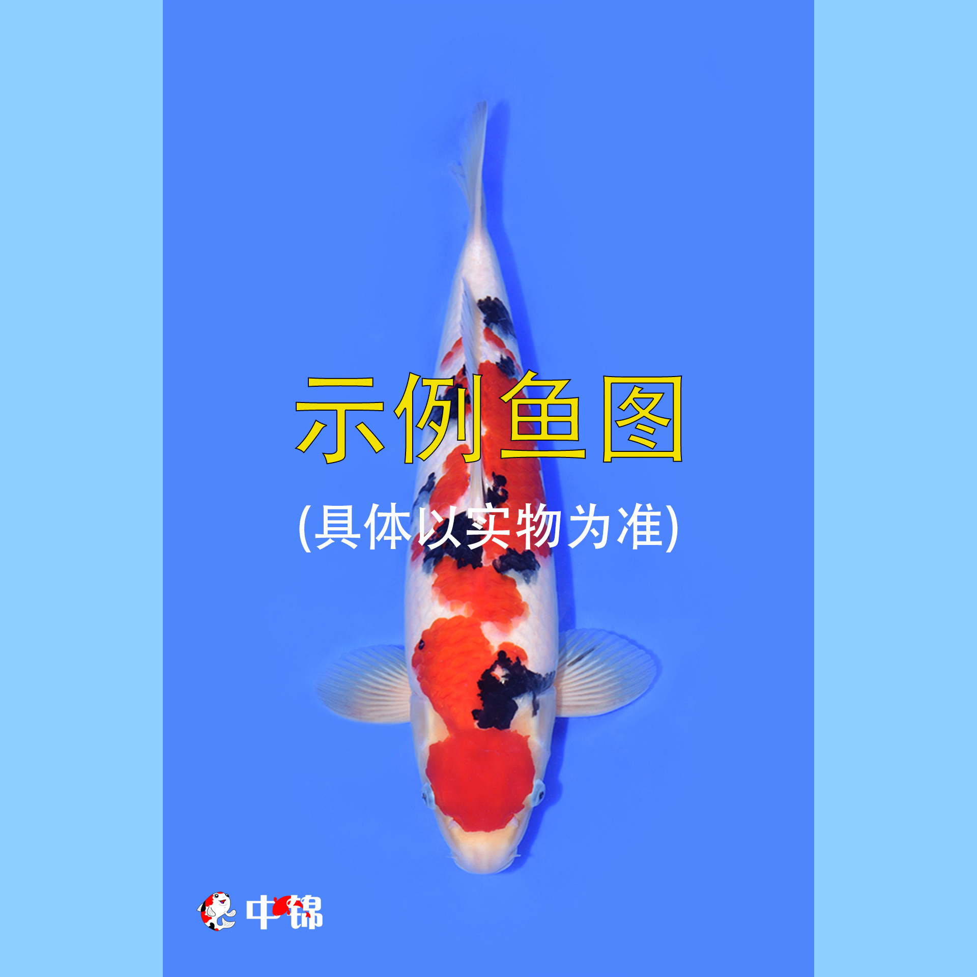 中锦锦鲤鱼【251108】48小时内东莞发货