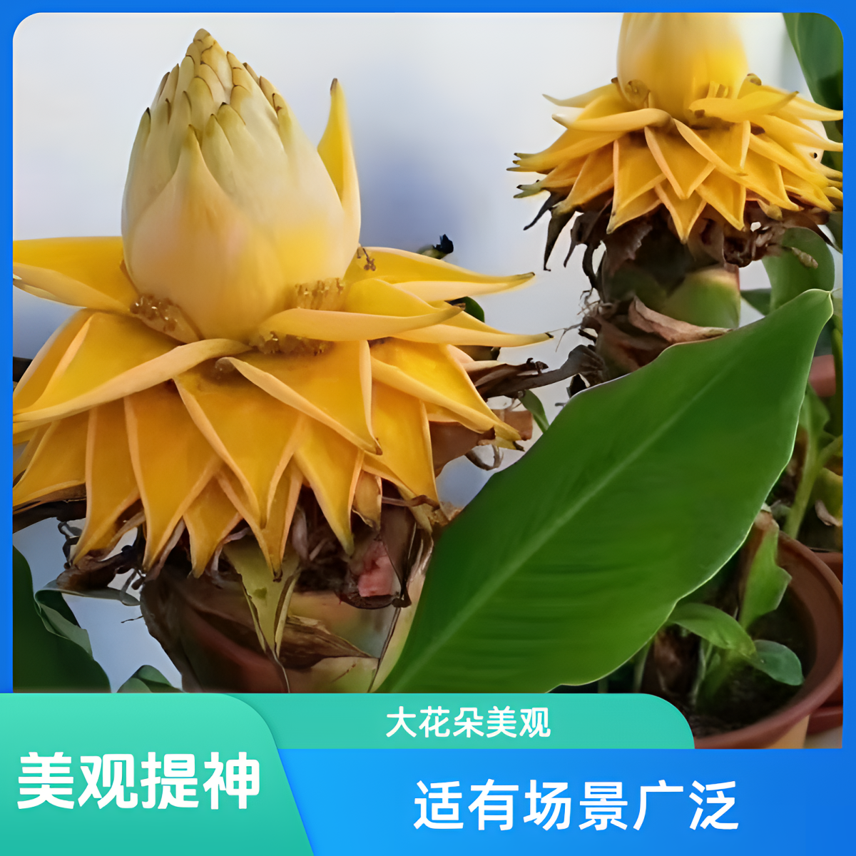 【地涌金莲】稀有花卉超长花期大花朵耐高温易载活大盆栽观赏