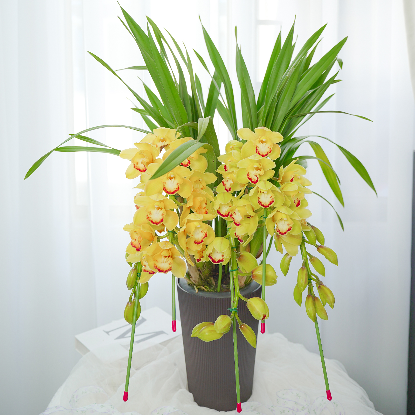 【SQ思芹花卉|黄色大花惠兰】高品质大花蕙兰盆栽， 顺丰包邮