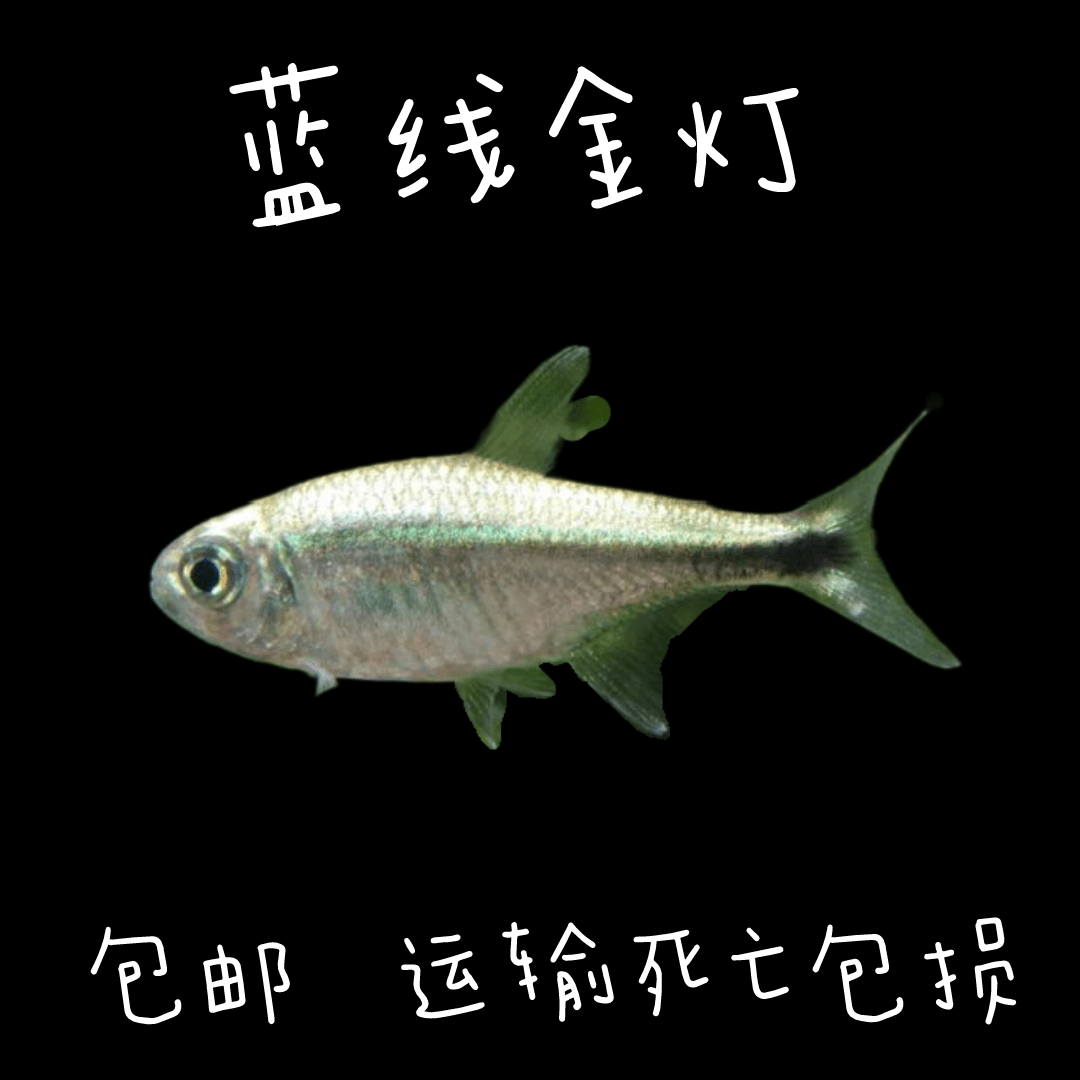 蓝线金灯《野生》 尺寸2-2.5cm  十条