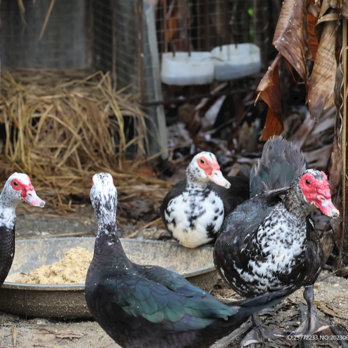 2.5斤黑番鸭鸳鸯鸭红头鸭屯鸭腾鸭火鸭西洋鸭生鲜冷链包邮