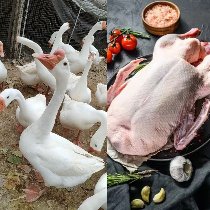 散养三花大白鹅浦三厂家直发包邮