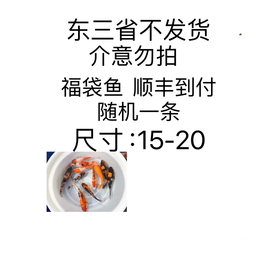 观赏鱼淡水锦鲤 图片仅供参考 收到以实物为准（注：随机一条）