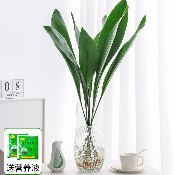 水培一叶兰绿植室内盆栽四季常青客厅网红水养懒人植物观叶绿植