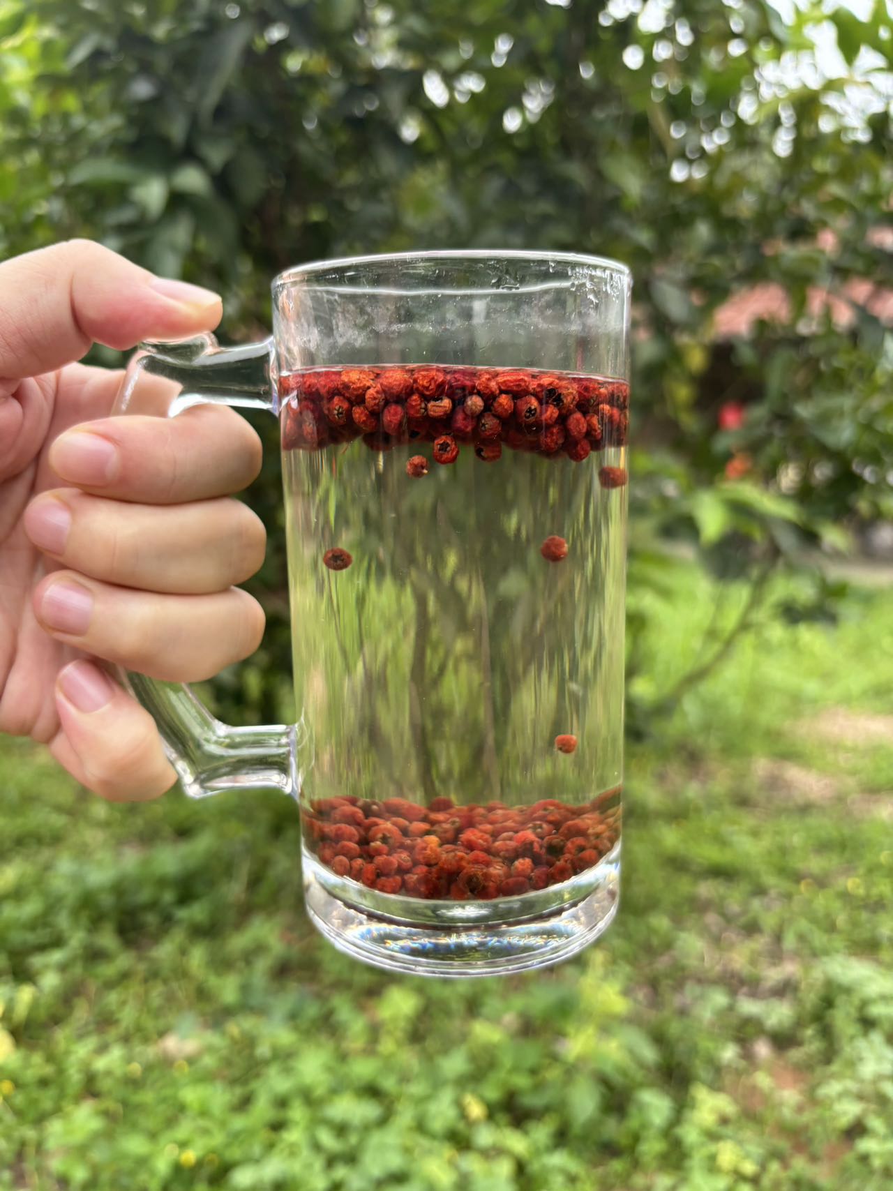 【小马推荐】现收土特产 紫-杉-果250--500克-1000克食用农产品
