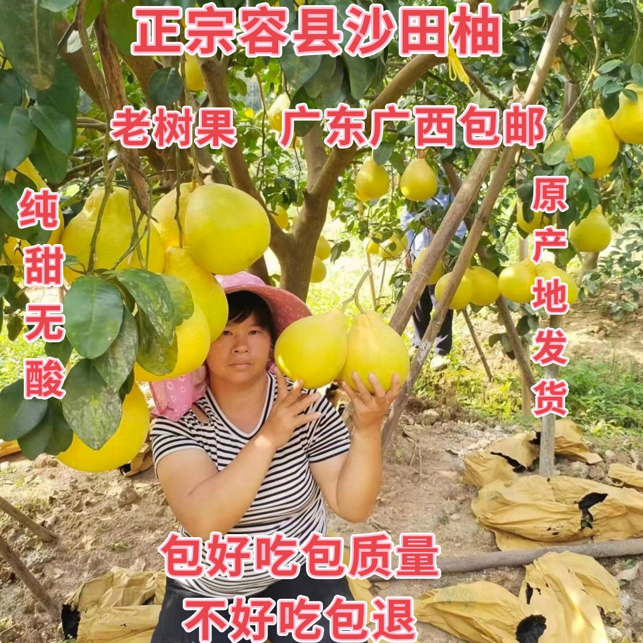 纯甜广西沙田柚特产正宗容县沙田柚白肉柚子新鲜水果76斤两广包邮