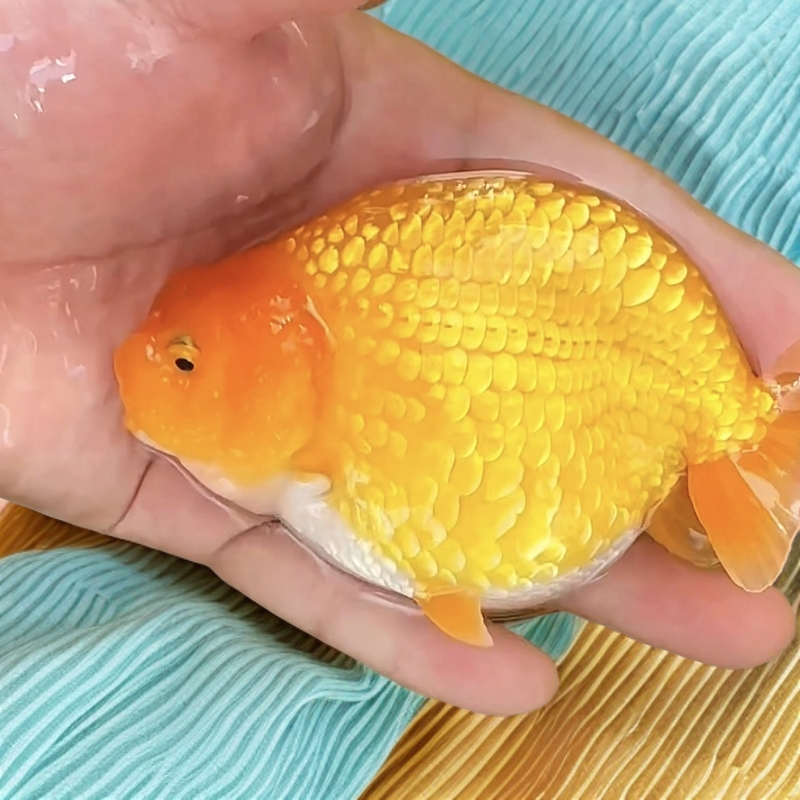 兰寿金鱼（顺丰包邮，