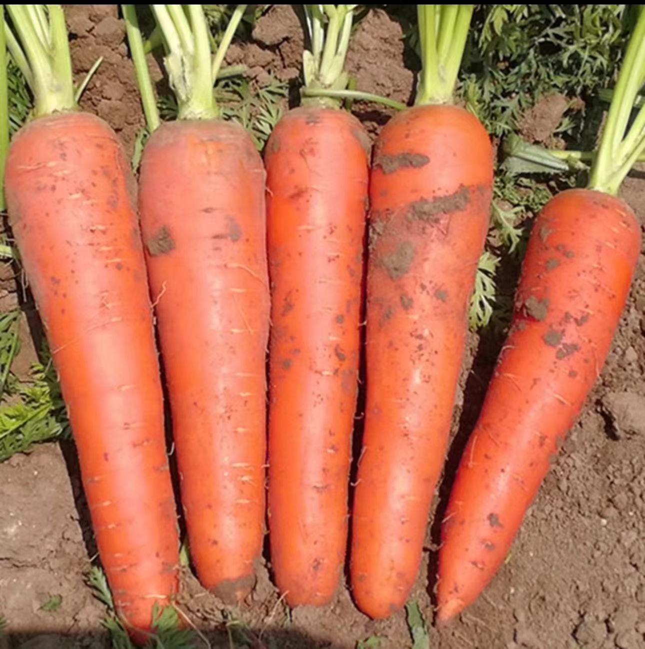 胡萝卜11111111111111111111111