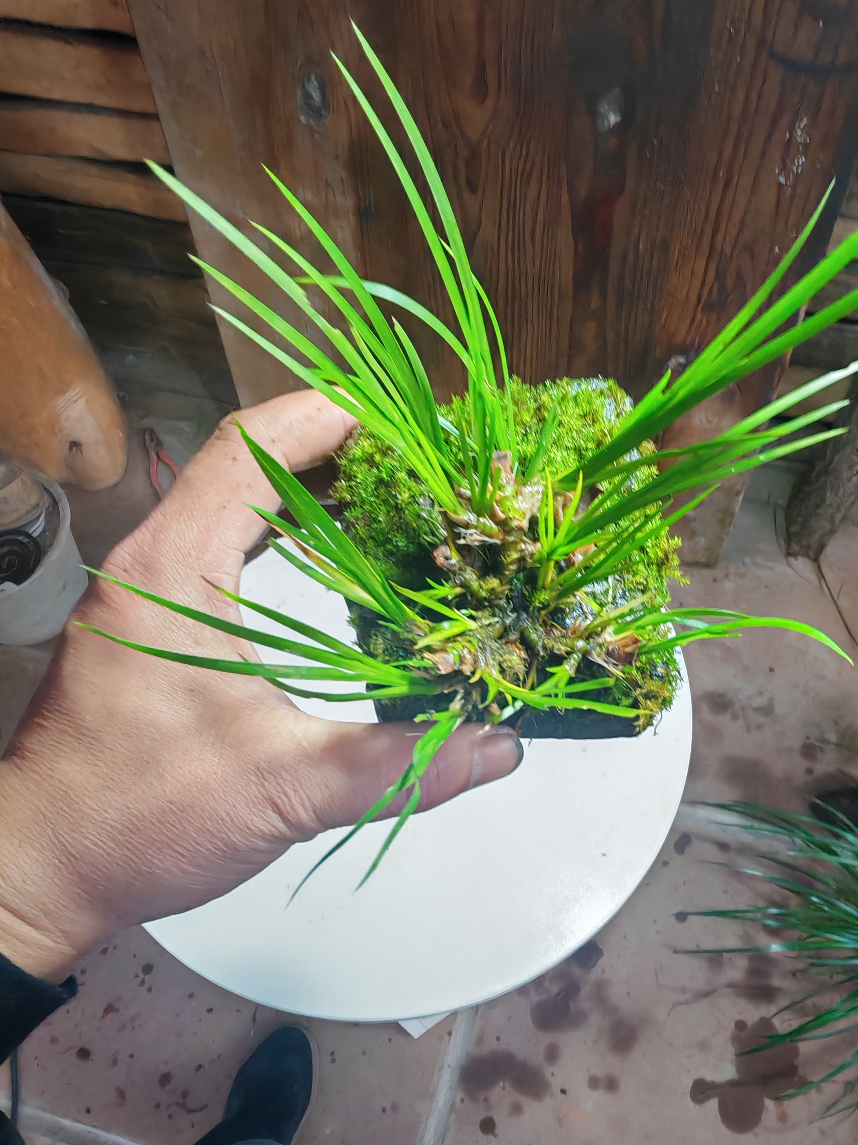 绿植石菖蒲一物一拍