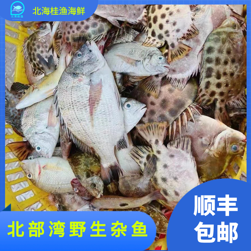 北海野生海捕小杂鱼2斤《码头现称》3斤海虾自家渔船捕捞冷链空运