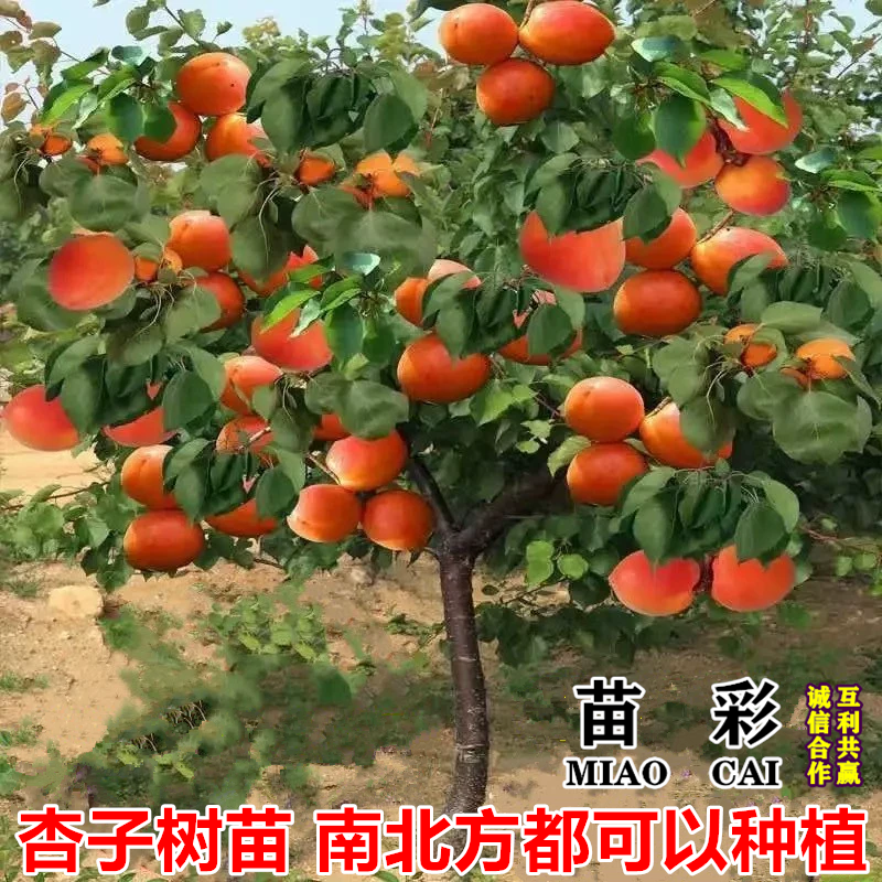 杏树苗果苗树苗巨蜜王杏嫁接特大离核甜杏子苗树杏苗南方北方种植