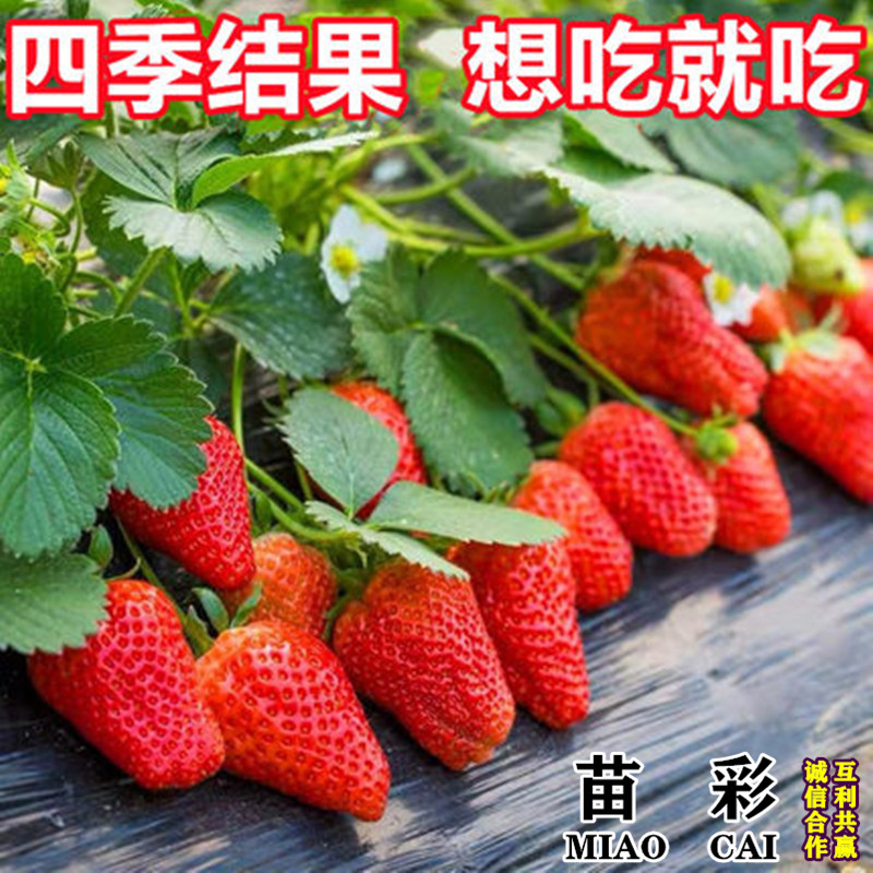 四季草莓苗盆栽地栽食用红颜牛奶章姬草莓秧阳台当年结果草莓树苗
