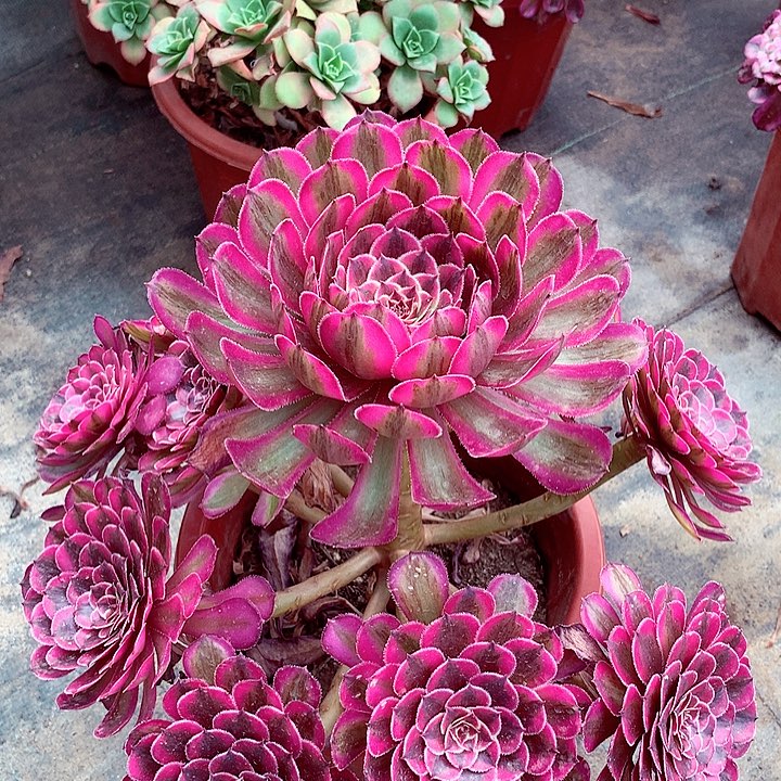 白月光，多肉植物