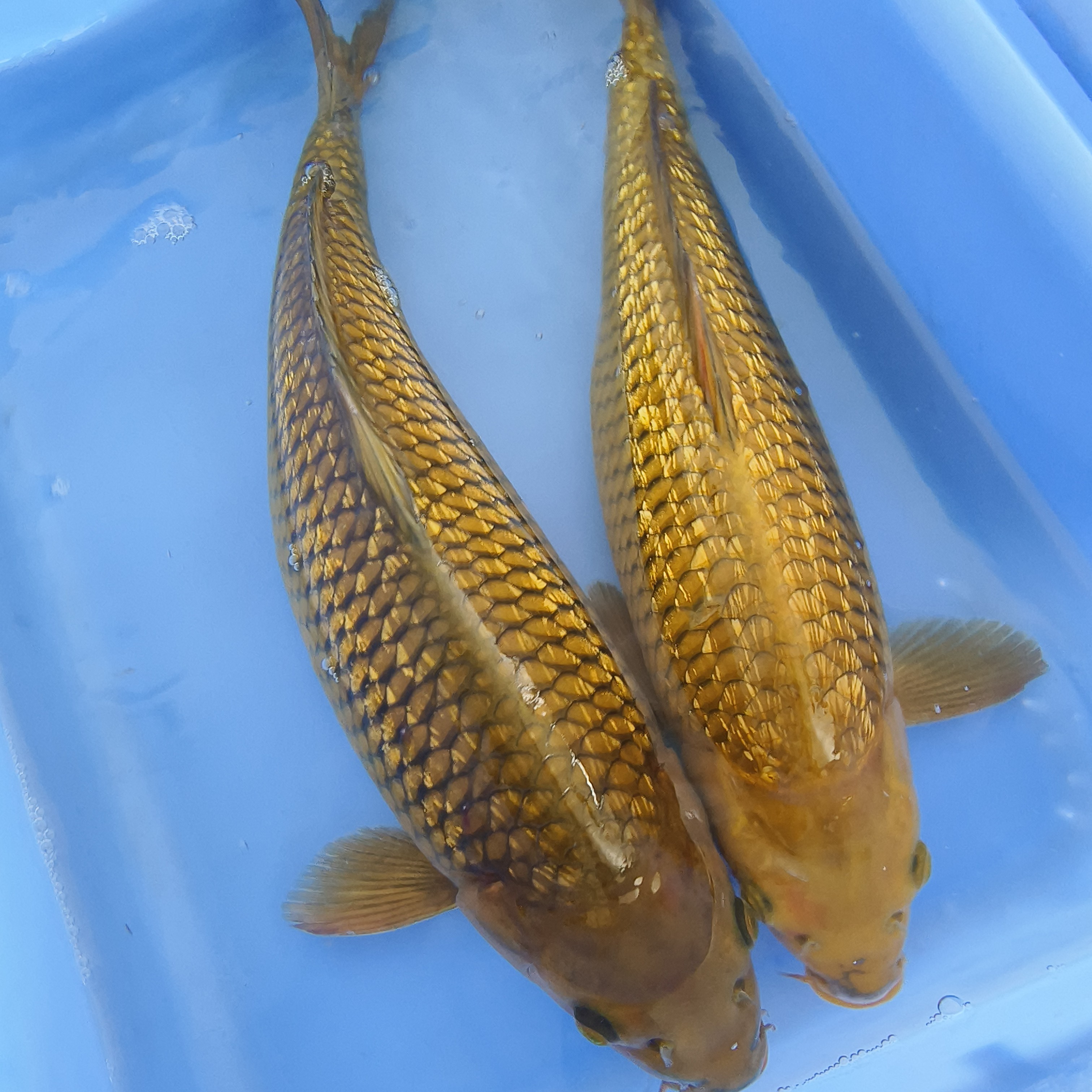 锦鲤鱼观赏花色池养
