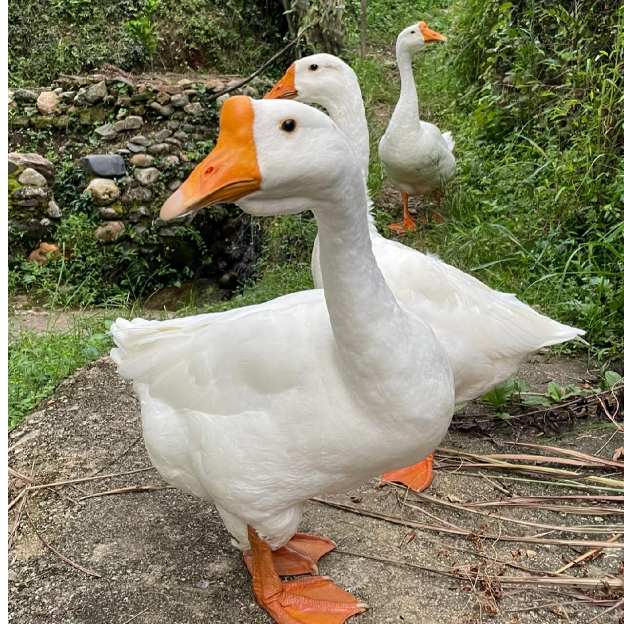 【强国】新鲜无爪无内胀母鹅农家散养皖西大白鹅母鹅