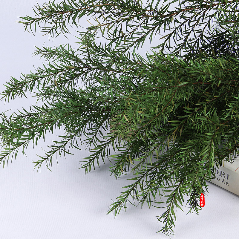 千层金永生黄金香柳树天然植物叶材森系家居装饰圣诞礼物材料